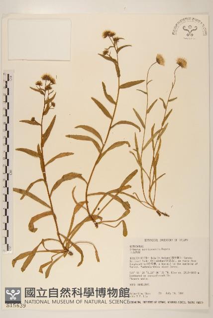 玉山飛蓬藏品圖，第1張