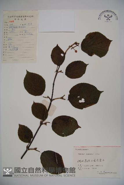 莢迷藏品圖，第1張