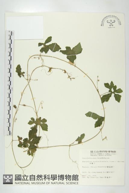 木鱉子藏品圖，第1張