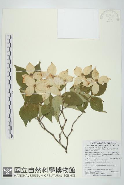 四照花藏品圖，第1張