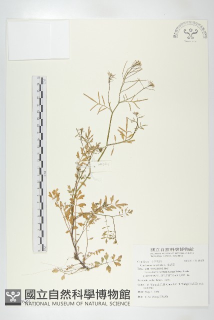 水花菜藏品圖，第1張