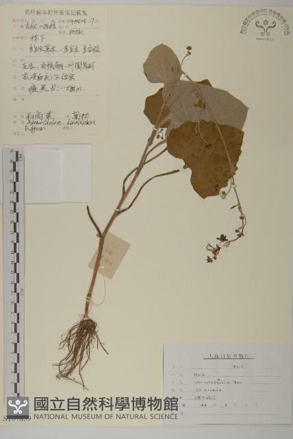 腺梗菜藏品圖，第1張