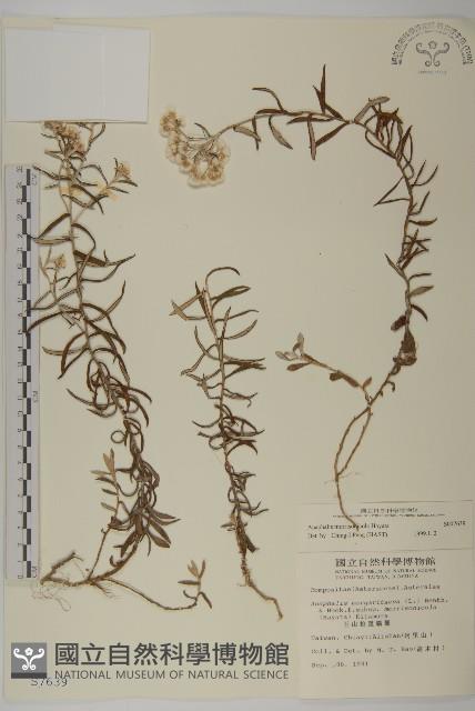 玉山抱莖籟簫藏品圖，第1張