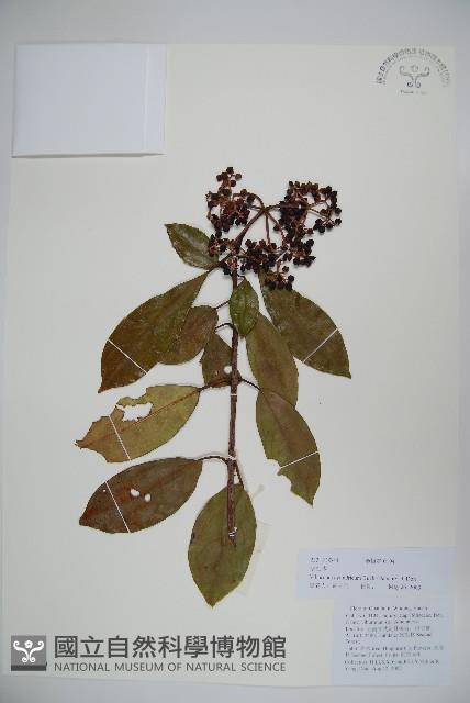 水紅木藏品圖，第1張