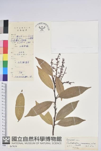 雲南假木荷藏品圖，第1張