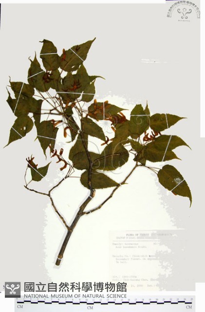 尖葉槭藏品圖，第1張