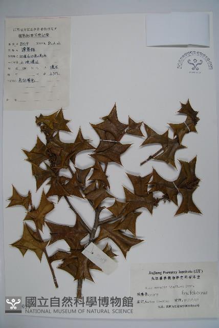 枸骨藏品圖，第1張