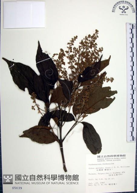 山埔姜藏品圖，第1張