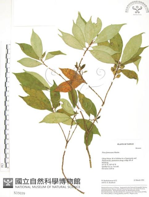 天仙果、臺灣榕藏品圖，第1張