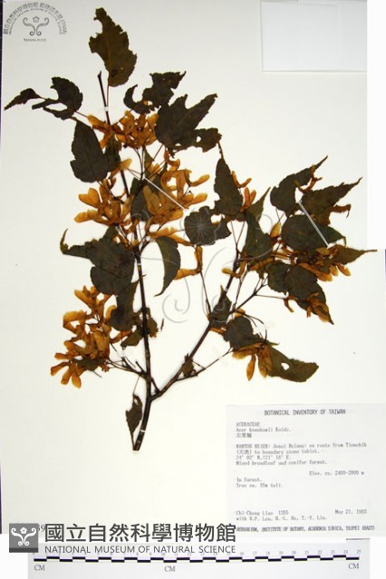 尖葉槭藏品圖，第1張