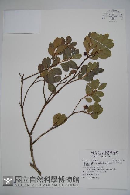 金平氏冬青藏品圖，第1張