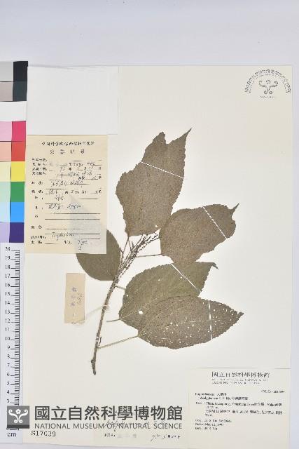 印禪鐵莧菜藏品圖，第1張