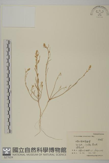 華蟲實藏品圖，第1張