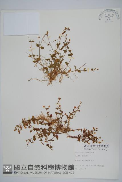 塊莖蘆莉草、紫莉花、藍蘆莉、球根蘆莉藏品圖，第1張