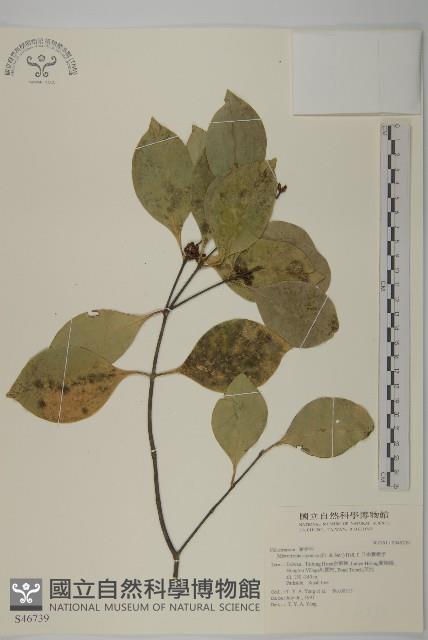 日本賽衛矛、日本假衛矛藏品圖，第1張