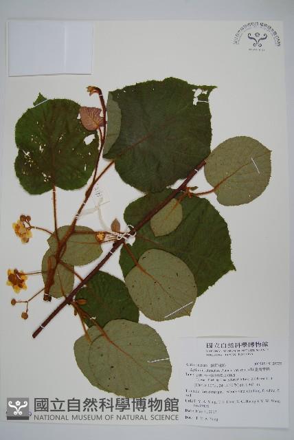 臺灣羊桃藏品圖，第1張