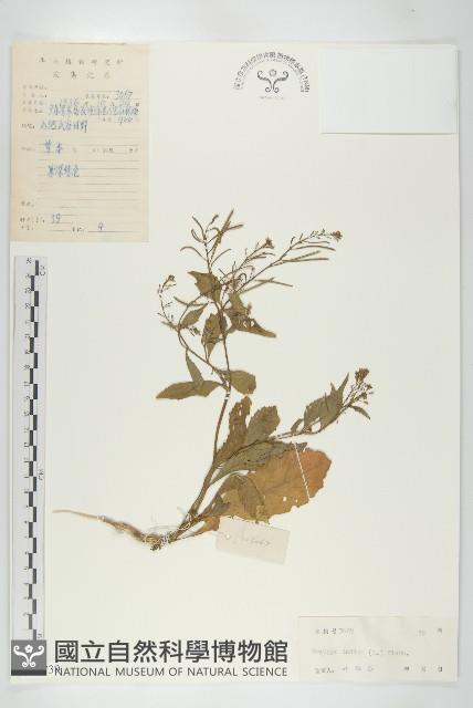 葶藶藏品圖，第1張