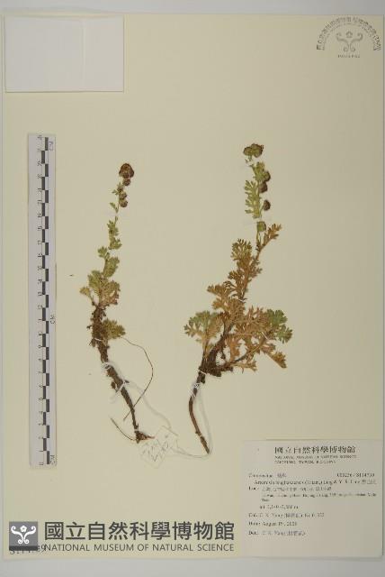 雪山艾藏品圖，第1張