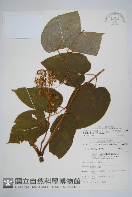 登錄號:S003739藏品圖，第1張