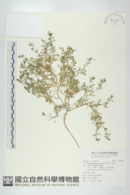 臭濱芥、臭薺藏品圖，第1張