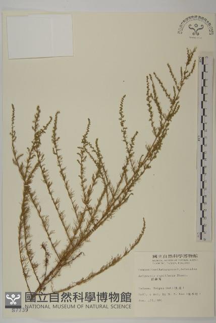 茵蔯蒿藏品圖，第1張