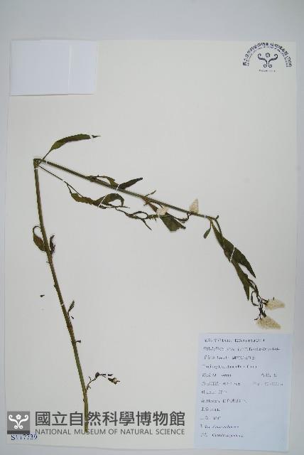 青葙藏品圖，第1張