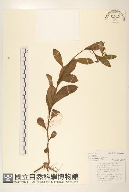 長葉闊苞菊藏品圖，第1張