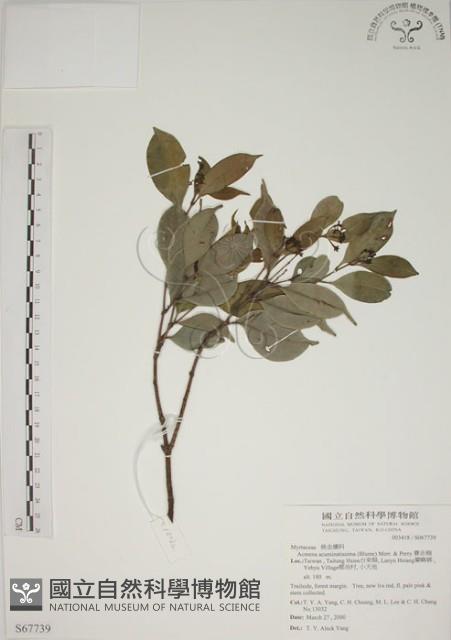 賽赤楠藏品圖，第1張