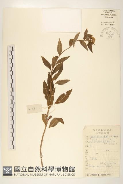 兩色菊藏品圖，第1張