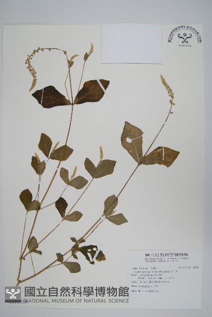 假川牛膝藏品圖，第1張