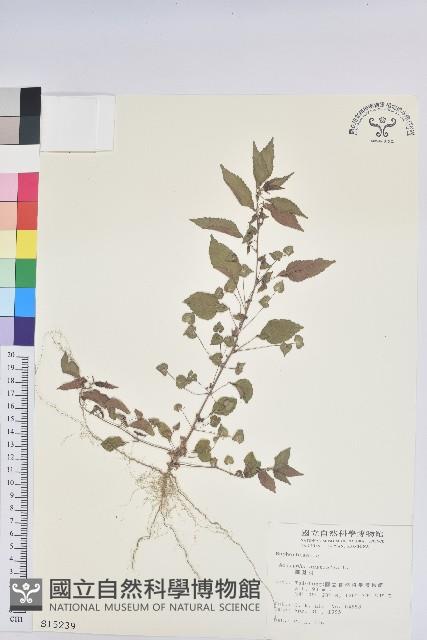 鐵莧菜藏品圖，第1張