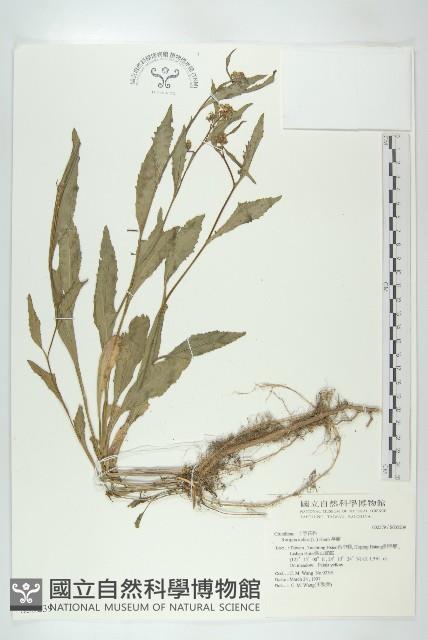 葶藶藏品圖，第1張