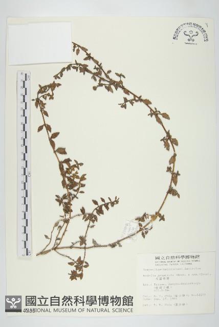 天蓬草舅藏品圖，第1張