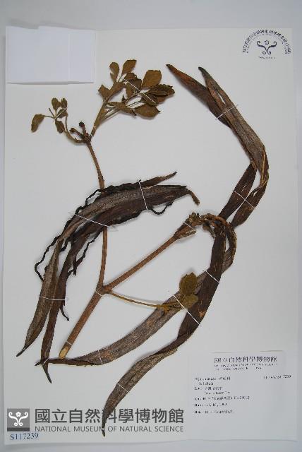 登錄號:S117239藏品圖，第1張