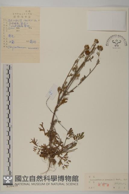 山菊藏品圖，第1張