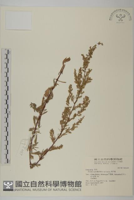 白蓮蒿藏品圖，第1張