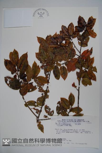 刻脈冬青藏品圖，第1張