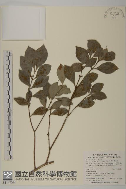 日本賽衛矛、日本假衛矛藏品圖，第1張