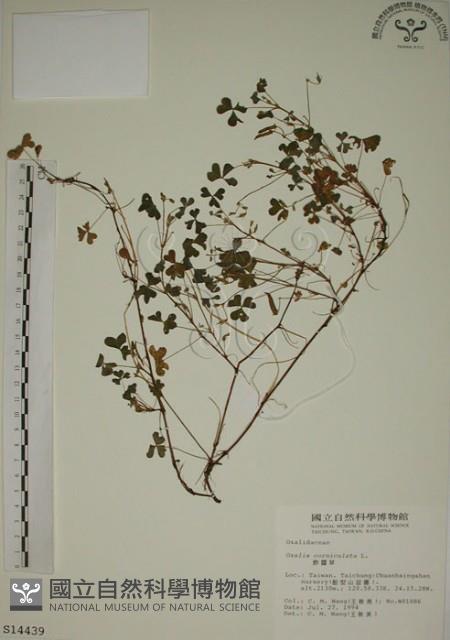 酢漿草藏品圖，第1張