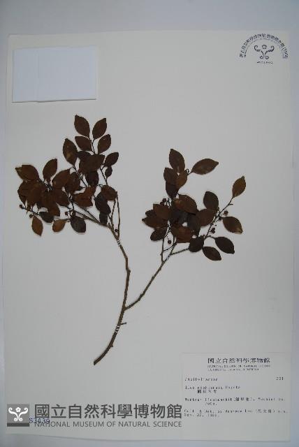 圓葉冬青藏品圖，第1張