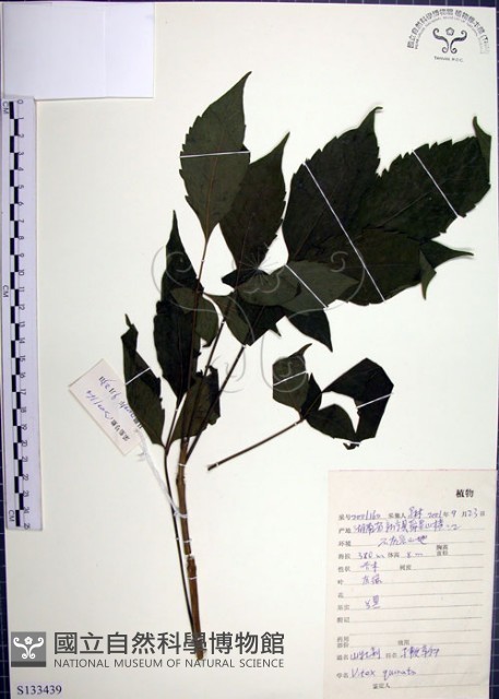 山埔姜藏品圖，第1張