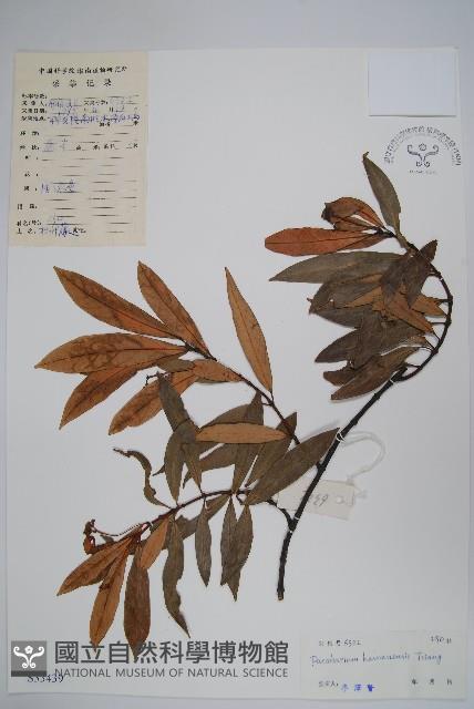 海南杜仲藤藏品圖，第1張