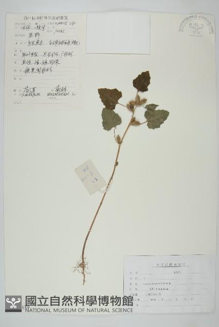 蒼耳藏品圖，第1張