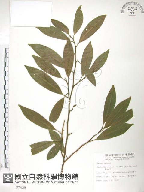 烏心石藏品圖，第1張