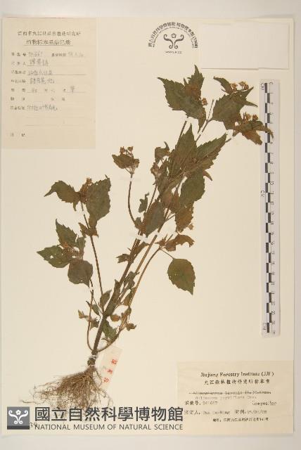 小米菊藏品圖，第1張