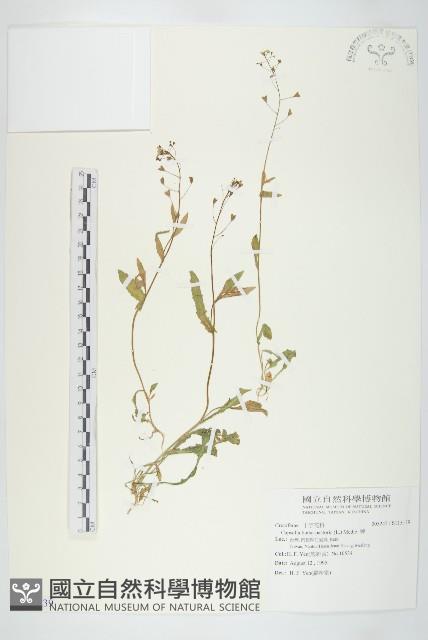 薺藏品圖，第1張