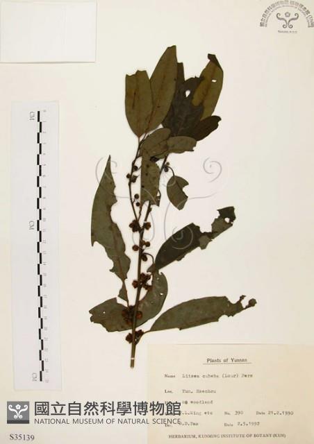 山胡椒藏品圖，第1張