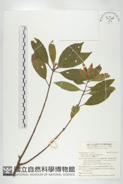 杜英、山杜英、蘭嶼杜英藏品圖，第1張