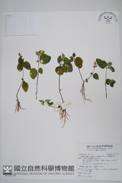 卵葉鱗球花藏品圖，第1張