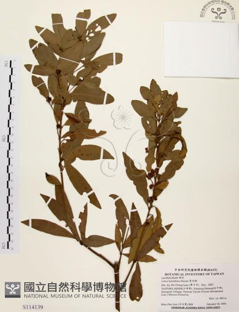 黃肉樹, 小梗木薑子藏品圖，第1張